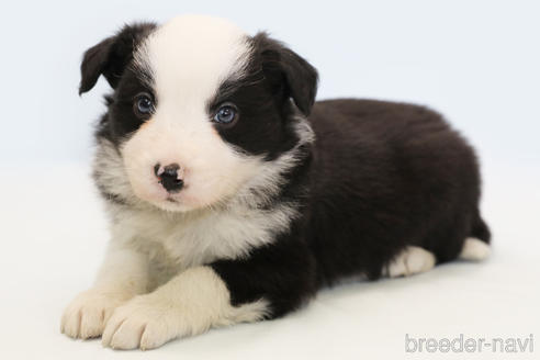 成約済の神奈川県のボーダーコリー-162690の5枚目